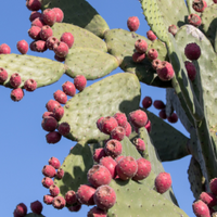 Prickly Pear*