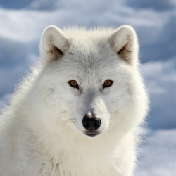 Arctic Wolf*