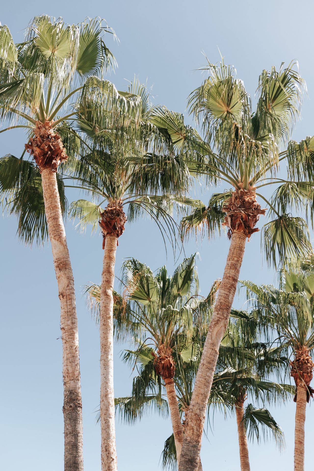 Palm Desert